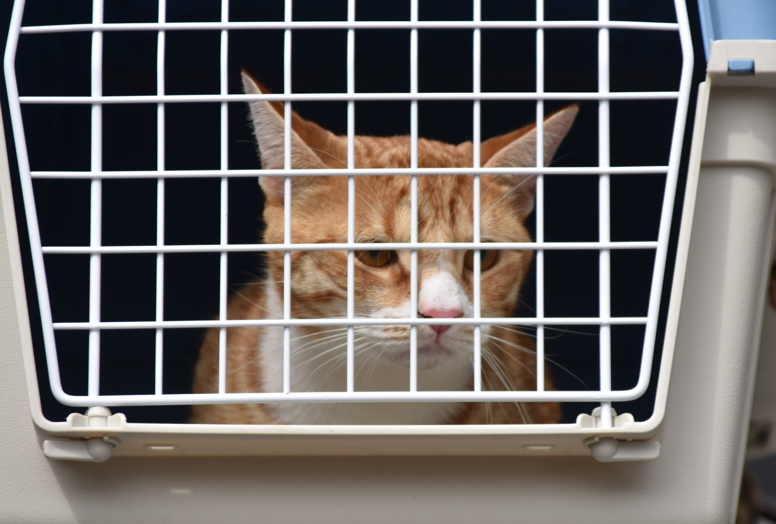 Brandweer bevrijdt poes onder zonnepaneel
