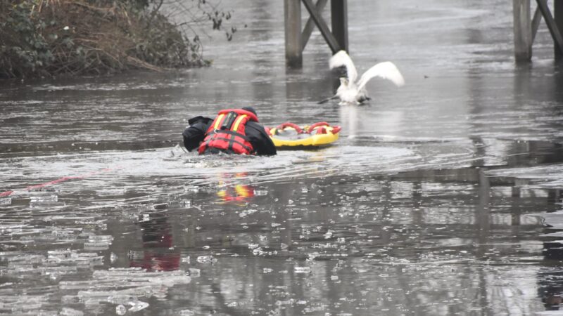 Brandweer redt zwaan op het ijs